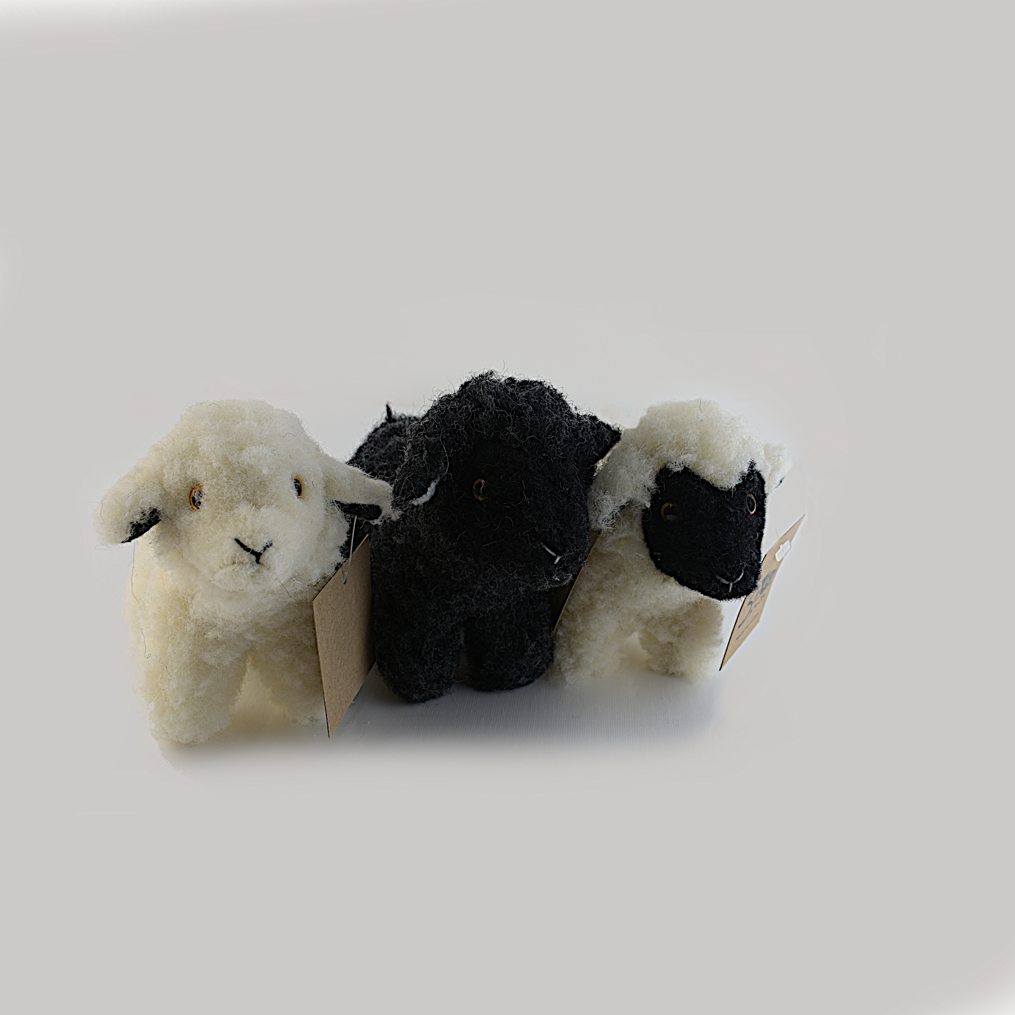 White and Black Wool Sheep 